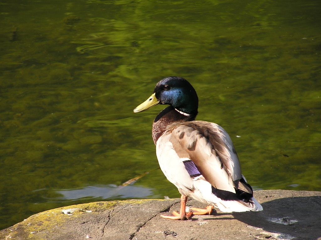 Germany, München, Westpark, Tiere, Ente by www.berendt-info.de