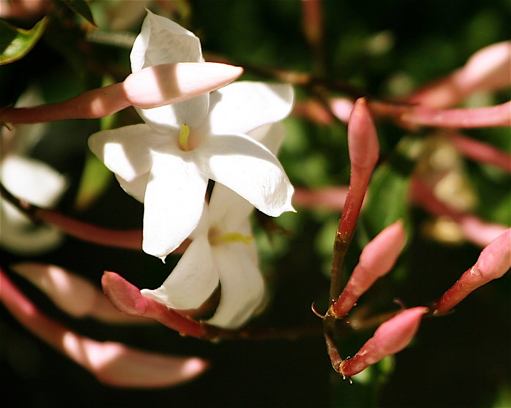 Flowers in Cambria by samssmilin