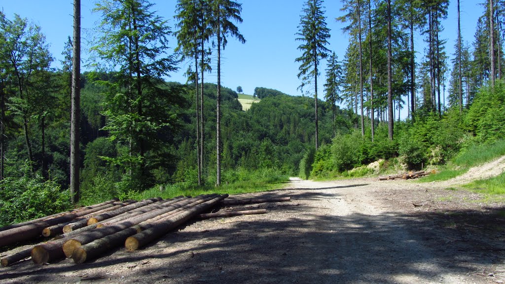 Brenna - Zielony szlak, zejście do Leśnicy (09.06.2014) by szejker