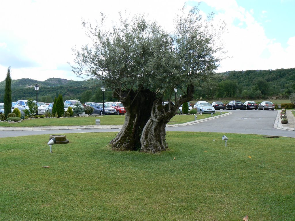 Viejo Olivo, Muchos años en tu Haber.Boltaña by luisde