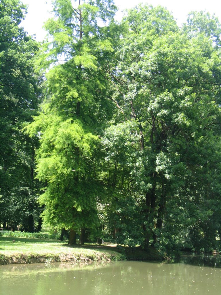 Park Trees by Tania Lugomer-Pomper