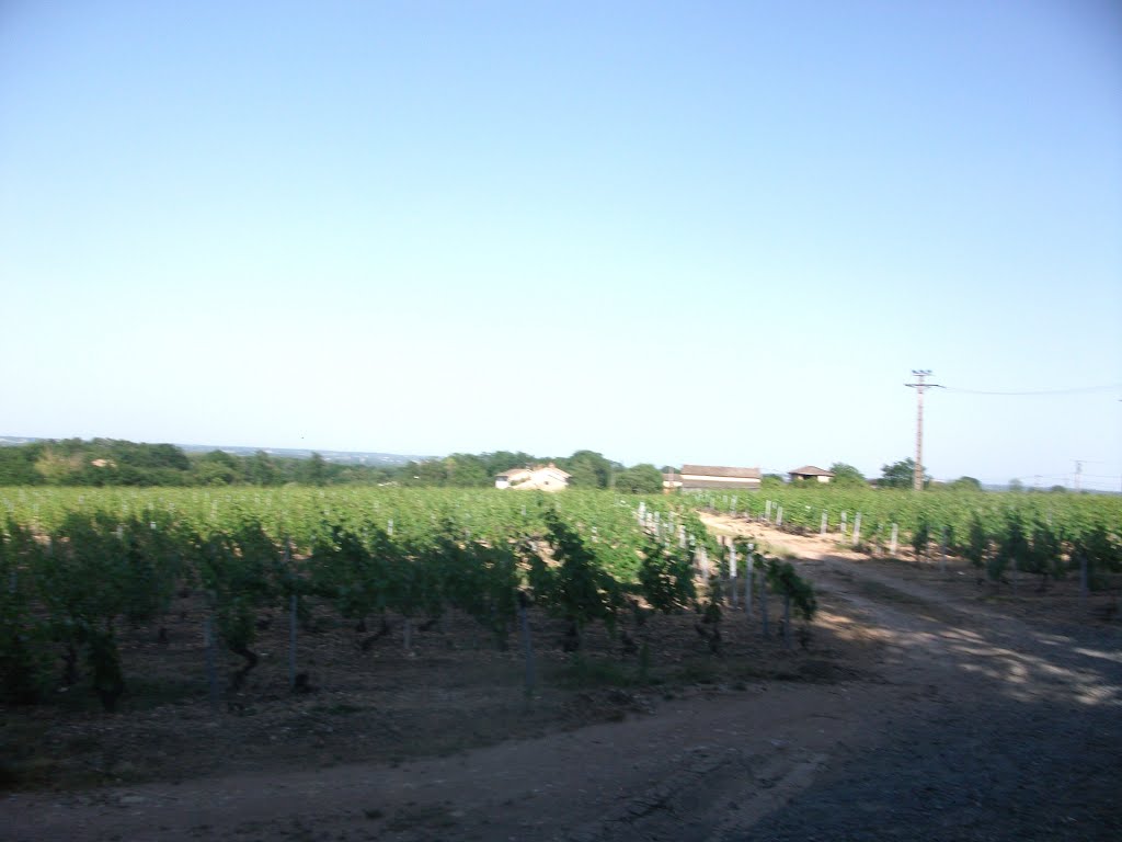 Vignobles depuis le chateau de corcelles en beaujolais by Salomon BARZILAI & Jerome IBY