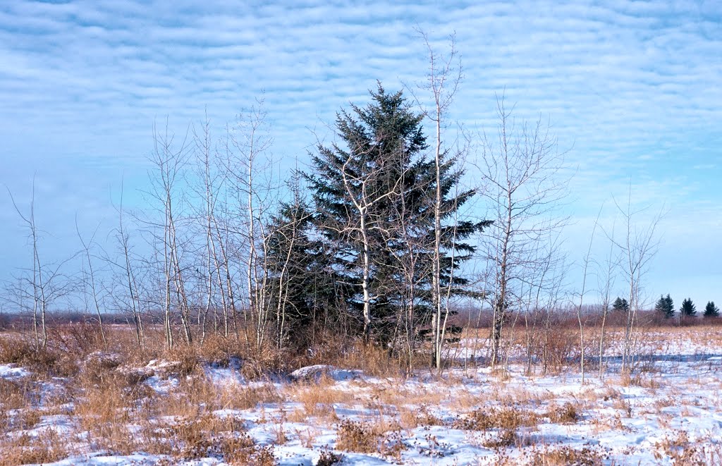 Group of trees by Karen Granoski