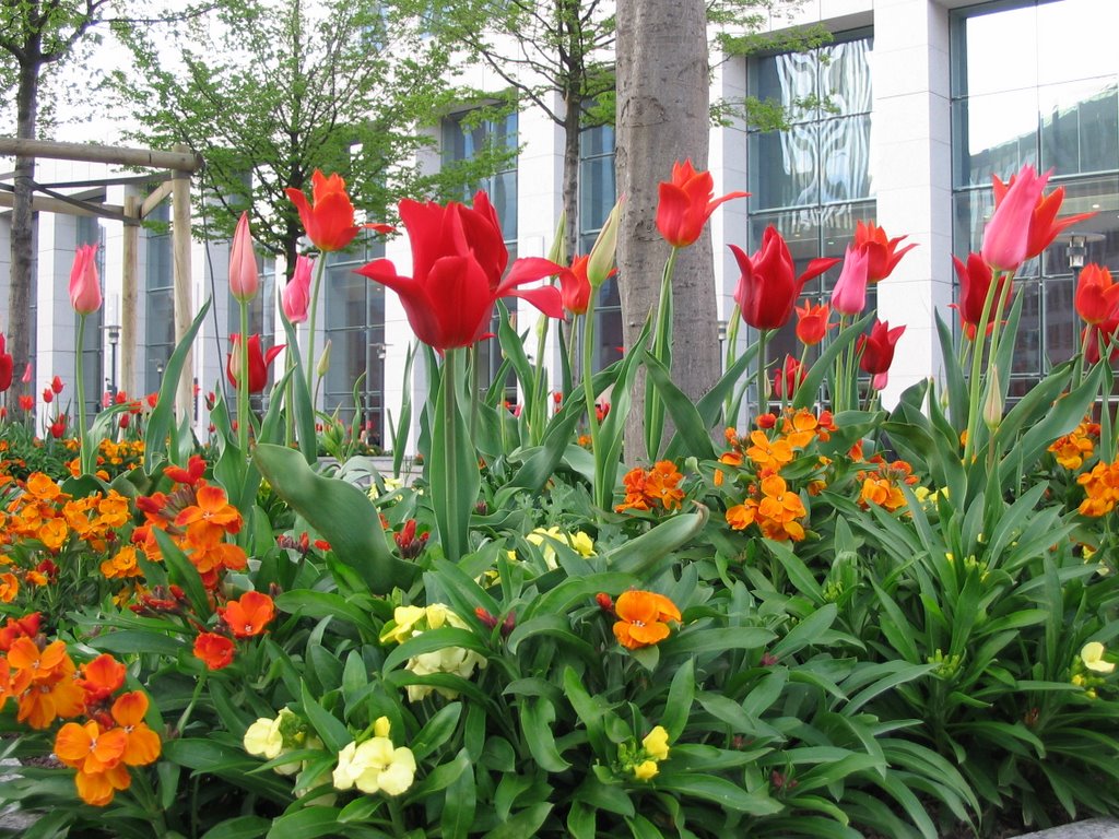 Tulips @ La Defense, Paris by ppreetha