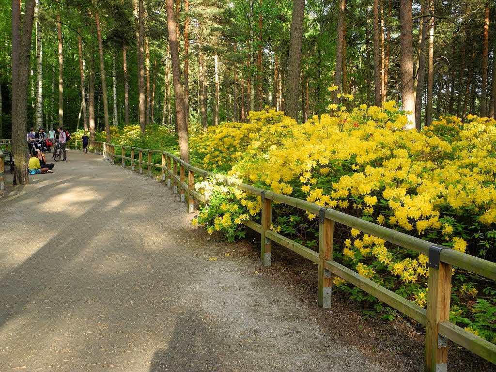 Laajasuo Rhododendron park (Pohjois-Haaga, Helsinki, 20140605) by RainoL