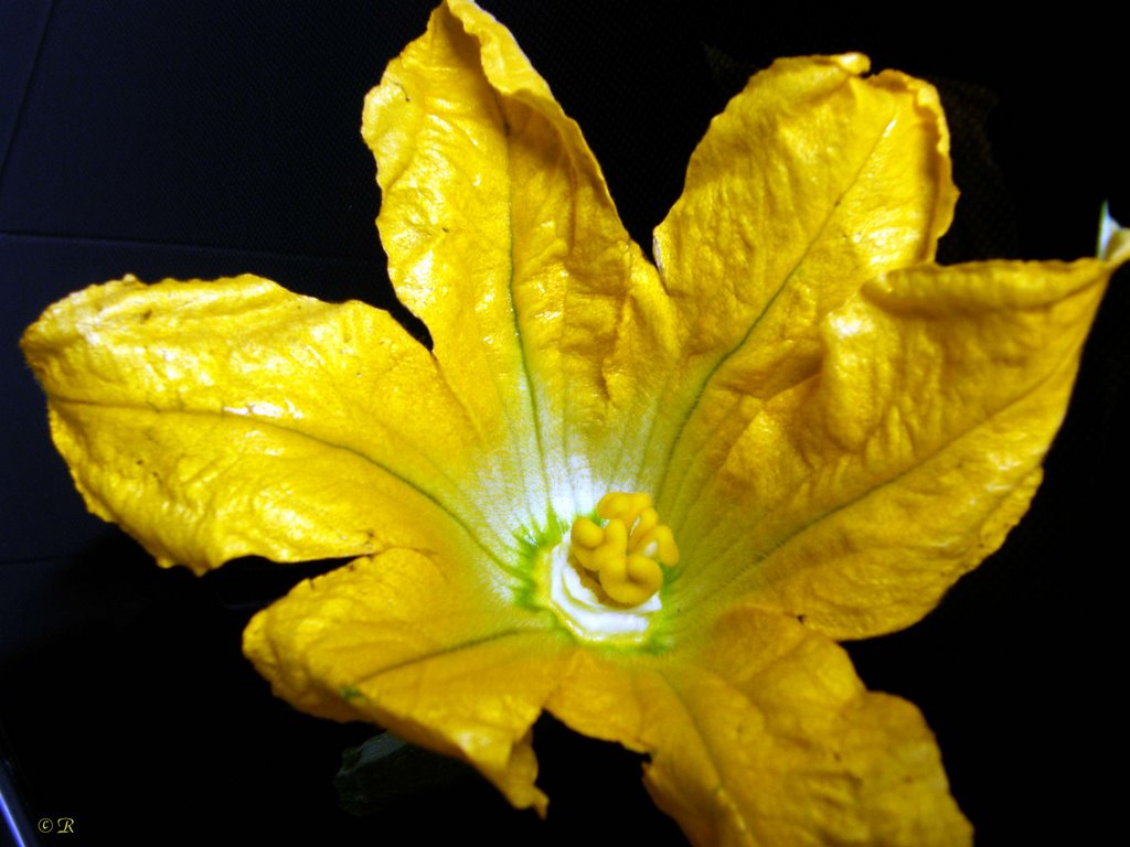 Fiore di zucchino by © Laura - Mycol