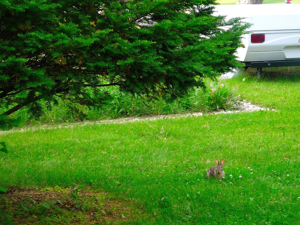 Rabbit in My Yard by Corey Coyle