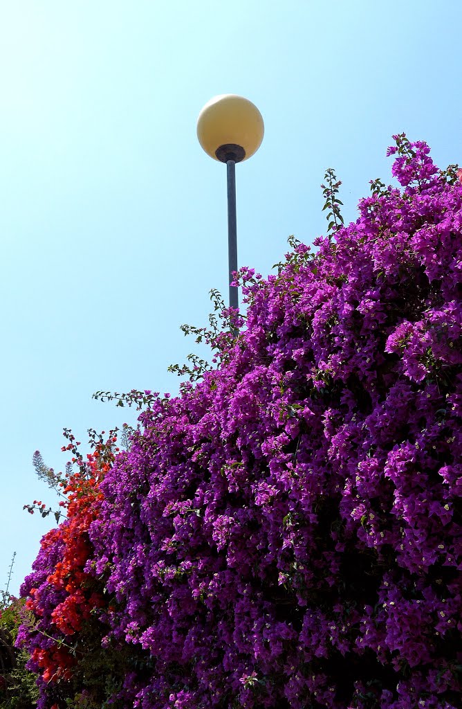 San Lorenzo flowers by © Rapi ( )