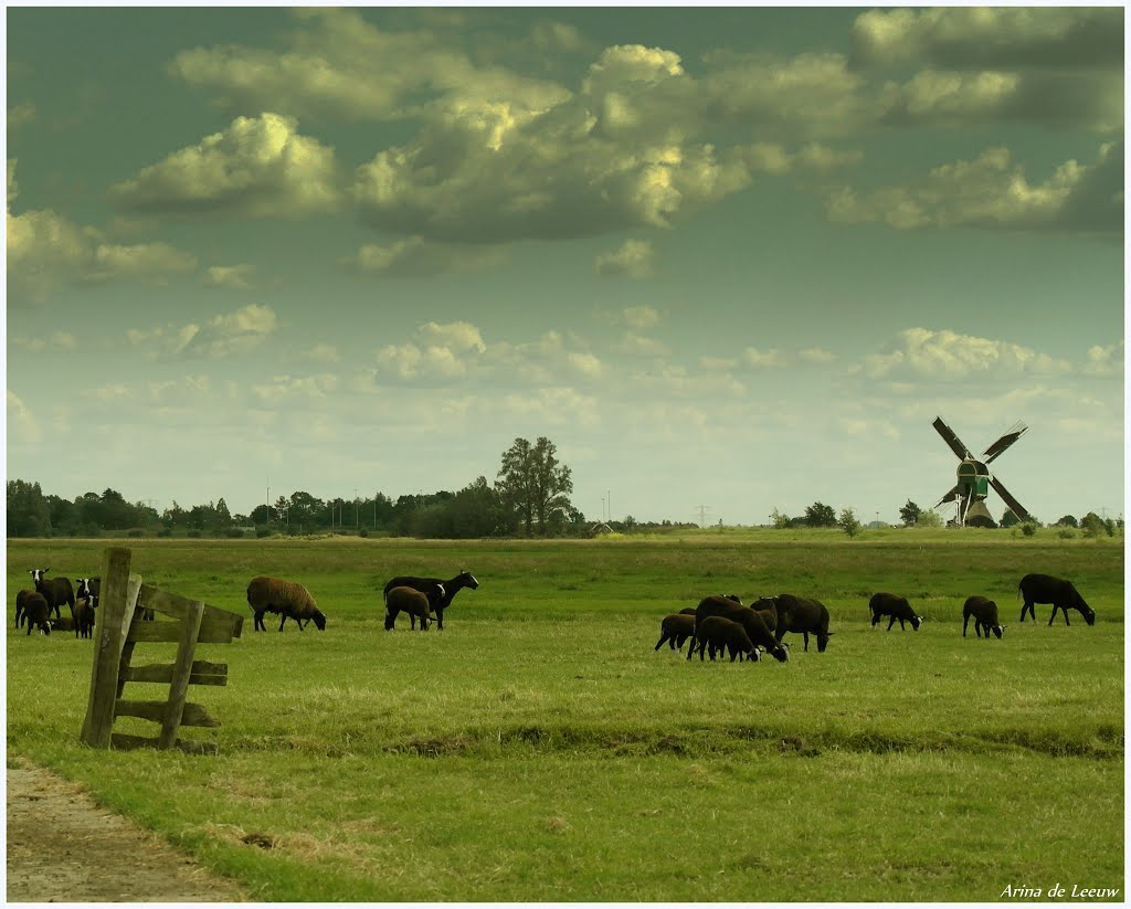 Kockengen, Spengense wipmolen met Nederlandse Zwartbles schapen by Arina de Leeuw.