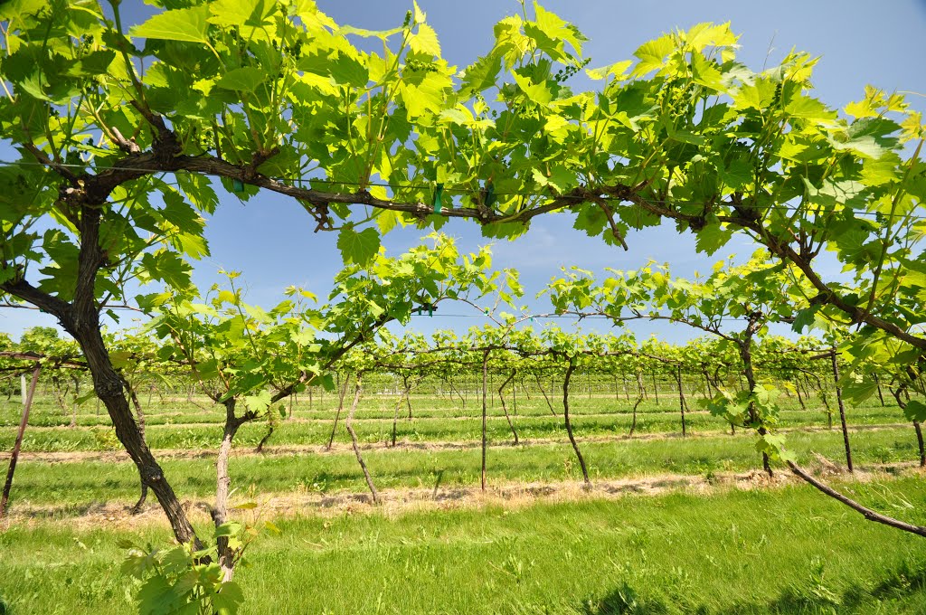 Lincoln Peak Winery vines by Evan Detrick