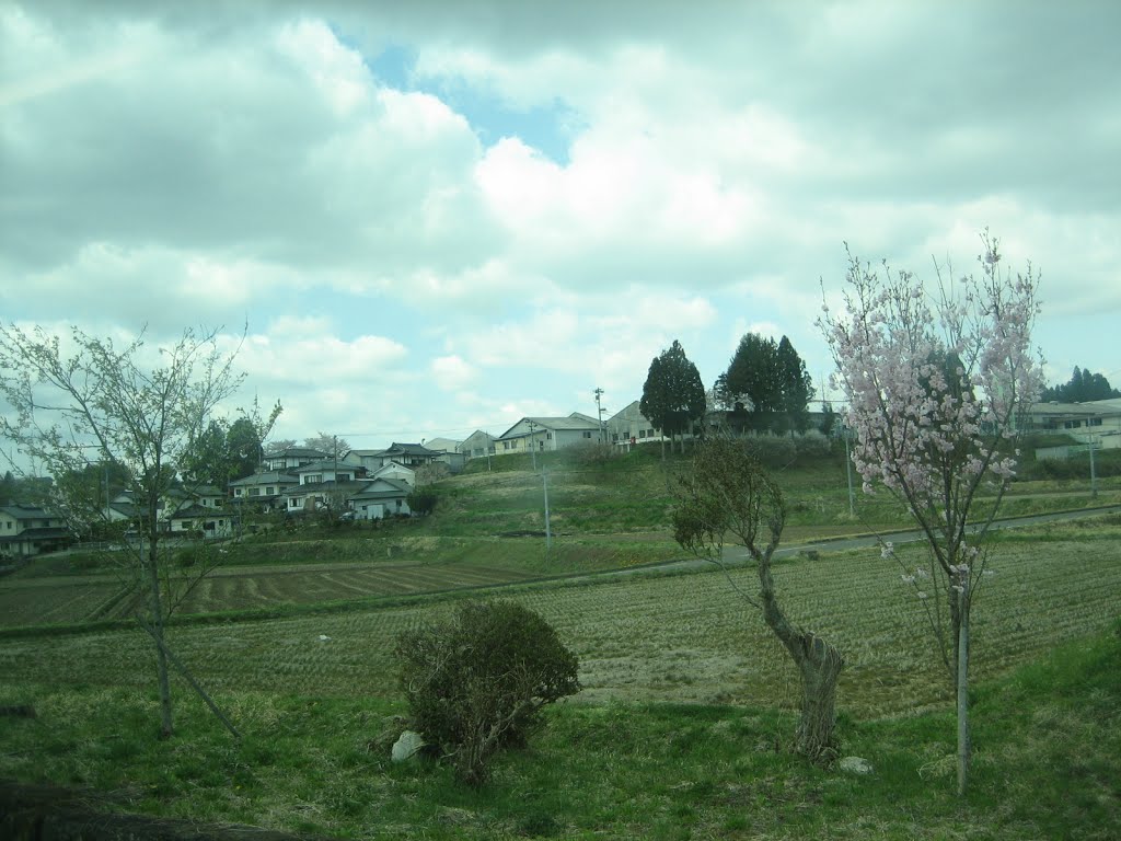 Cherry blossoms in spring by addh Save Panoramio