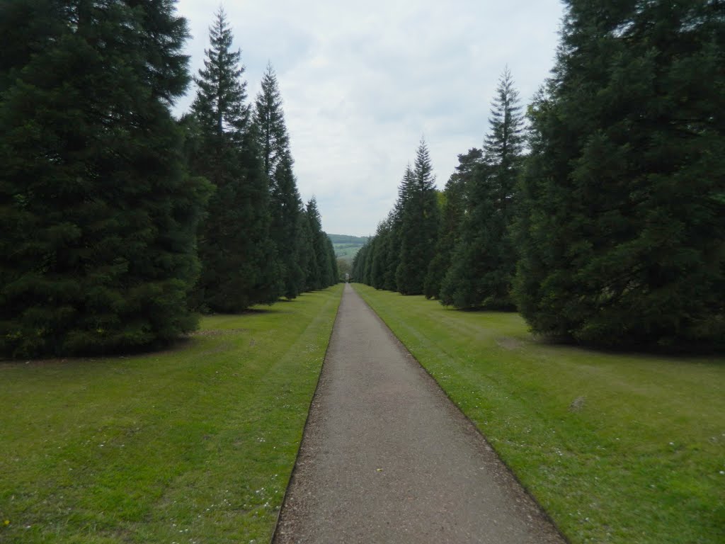 Wellingtonia Avenue, Biddulph Grange Garden, Staffordshire by Nick Gent