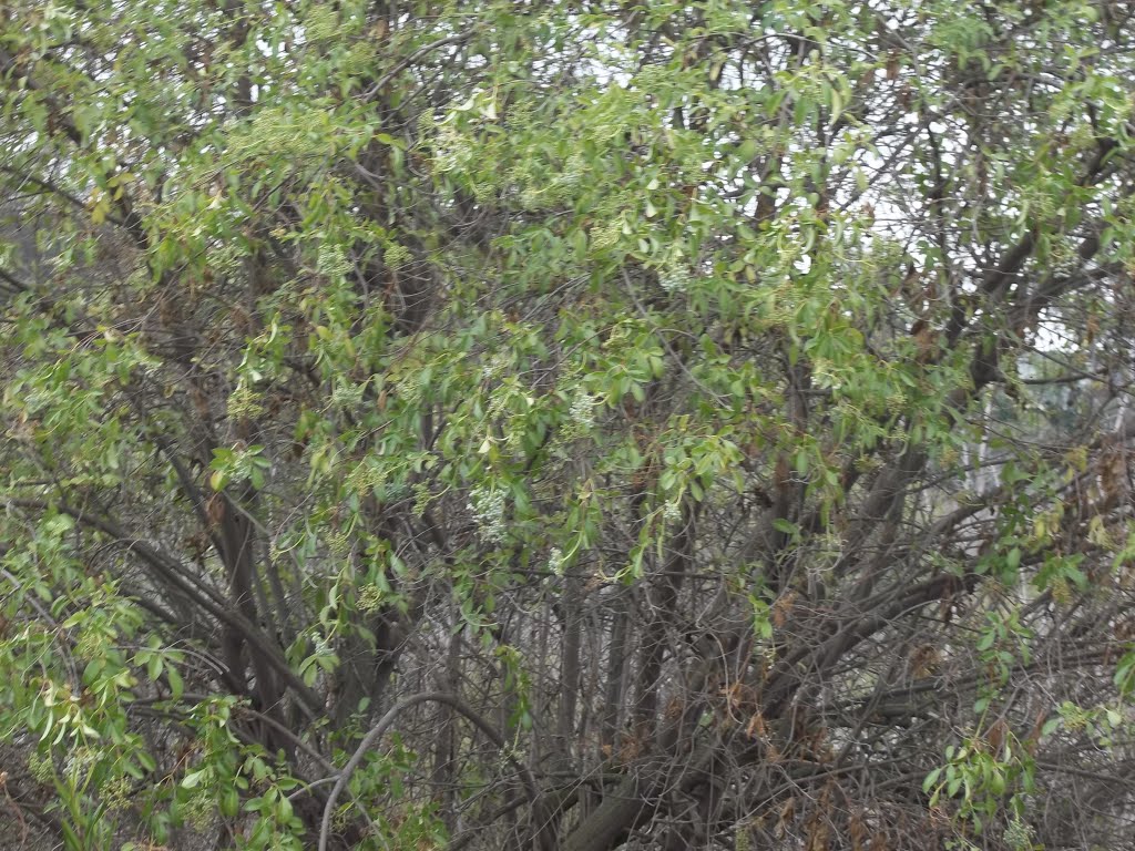 Mexican/Blue Elderberry (Sambucus nigra var. cerulea) in Fruit by bripowell