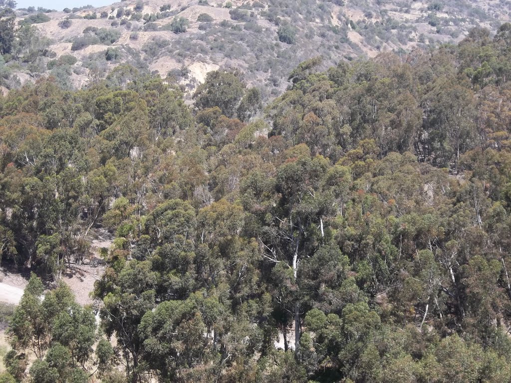 Sugar Gum (Eucalyptus cladocalyx) From Top of Arroyo Pescadero Trail by bripowell