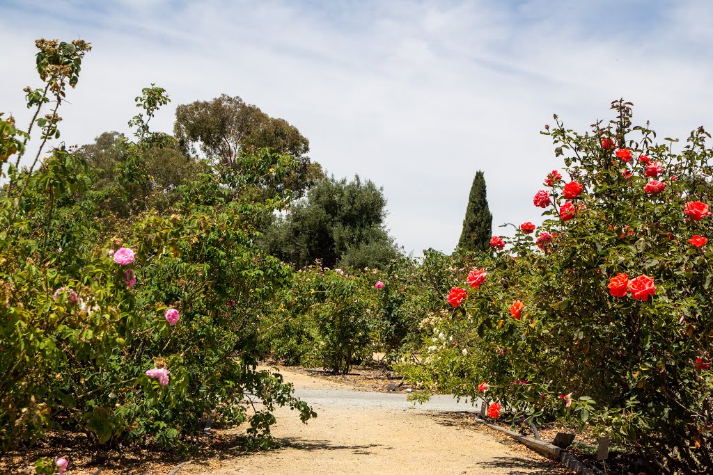 Heritage Rose Garden, San Jose by alexey.komarov