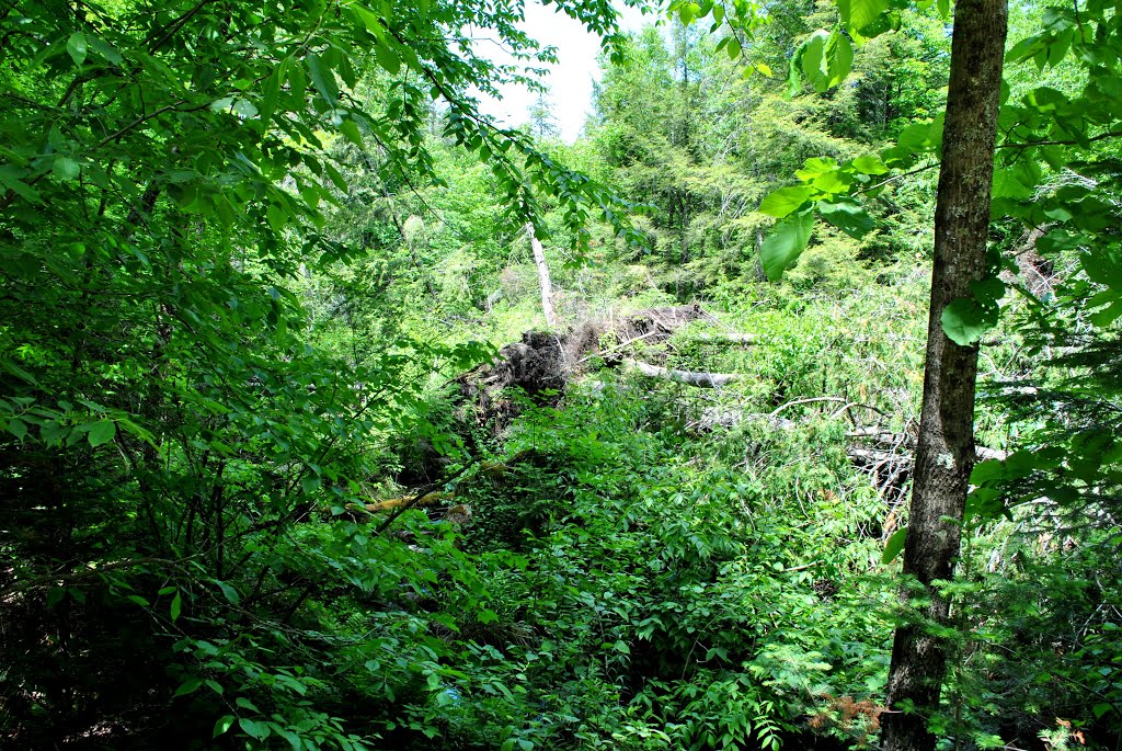 Barney Creek State Natural Area by Aaron Carlson