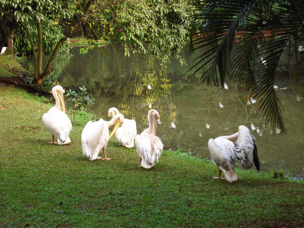 Pelicanos by Bergamini