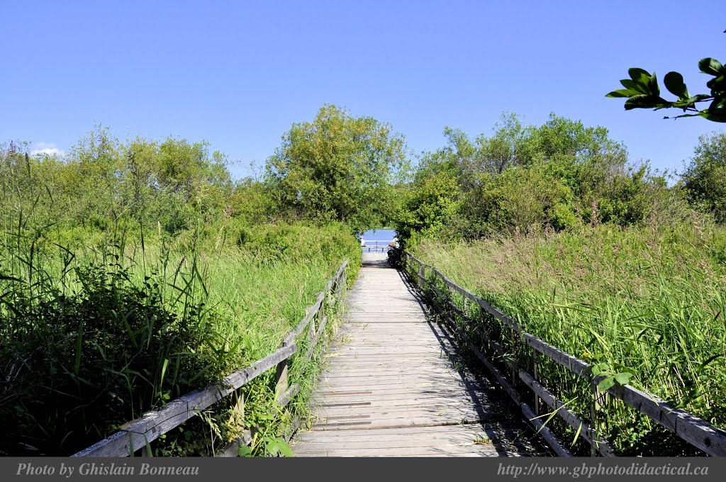 SWAN-Lake-37-SWAN-LAKE-Trail-to-the-Lake-2014-06-05-(More Photos on my Website) by GHISLAIN BONNEAU