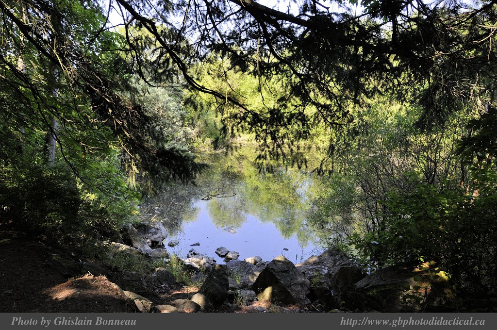 SWAN-Lake-32-SWAN-LAKE-Trail-2014-06-05-(More Photos on my Website) by GHISLAIN BONNEAU