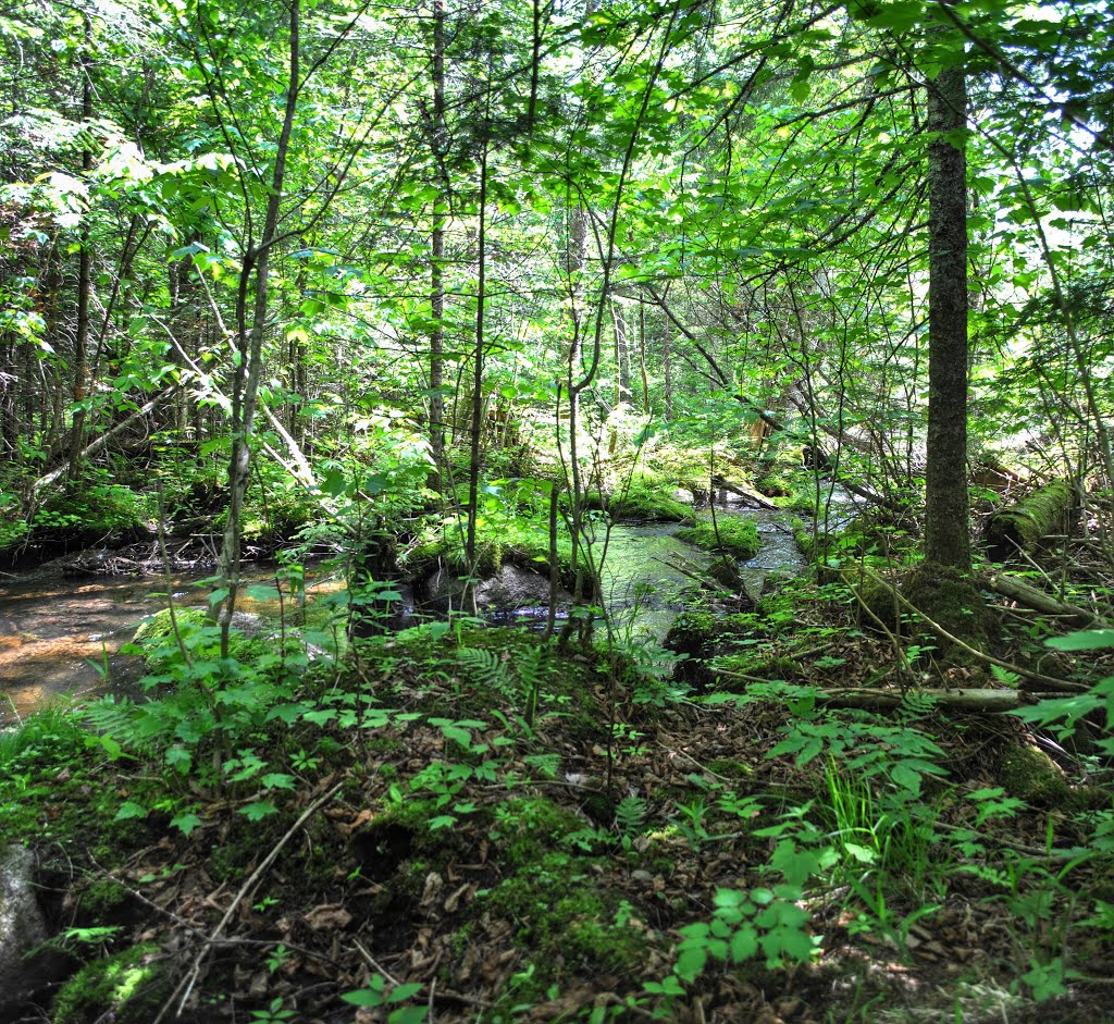 Barney Creek State Natural Area by Aaron Carlson