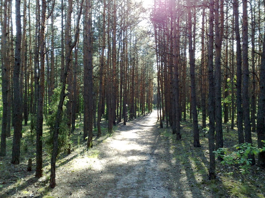 Ścieżka w kier. ul. Nachyłkowej by geotagger_pl