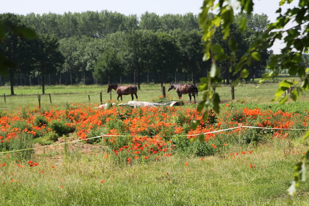 Papaver paarden by Trekvogel