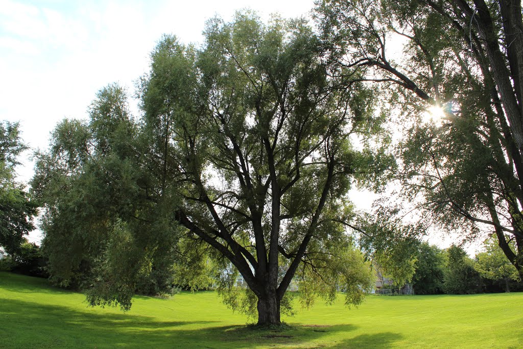 Pappas Park big tree by Rochester Parks