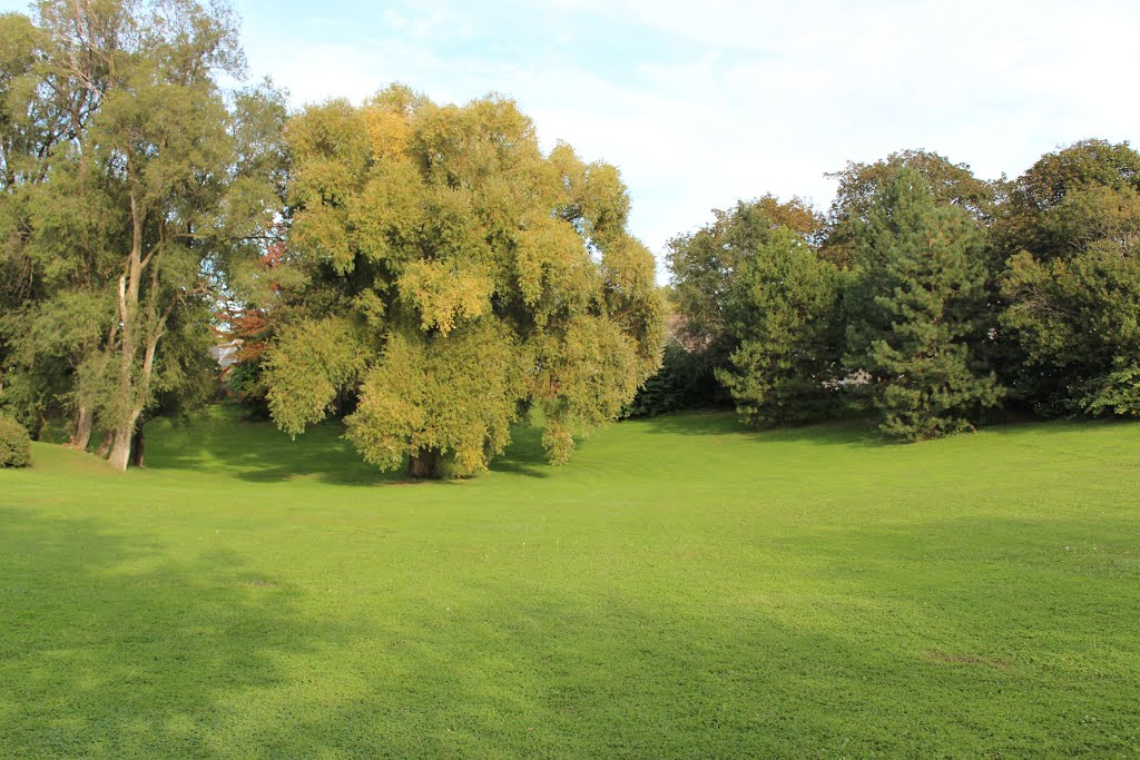 Pappas Park other side of big tree by Rochester Parks