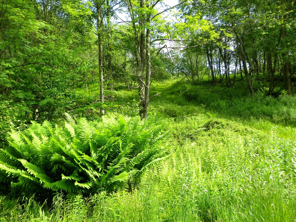 Fern as Marker by DoctorBob