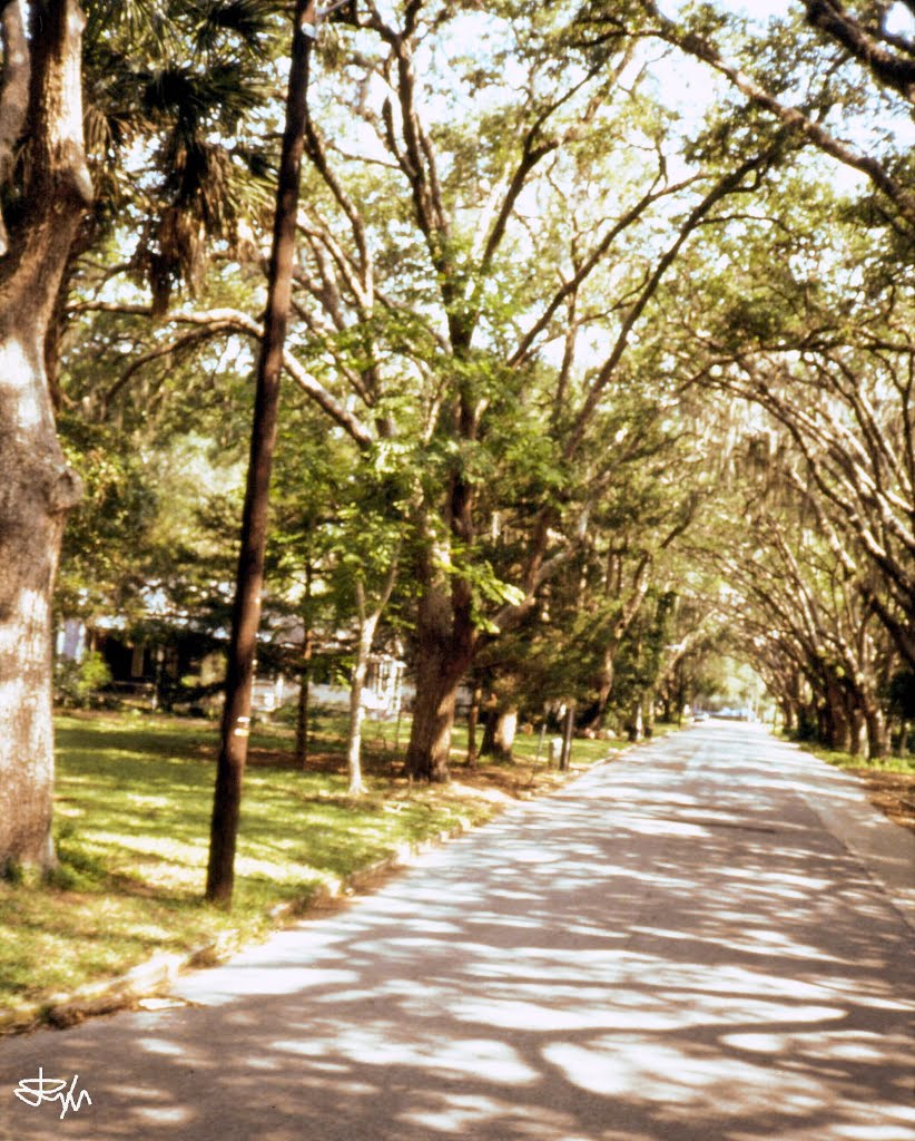 St. Augustine, Florida - magnolia street by takis dimitrakakis