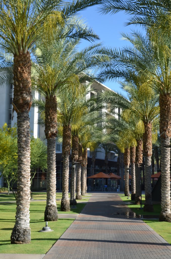 Arizona State University, Tempe Main Campus, Tempe, AZ by davidpinter