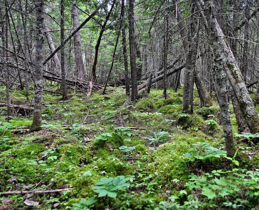 Diamond Roof State Natural Area by Aaron Carlson