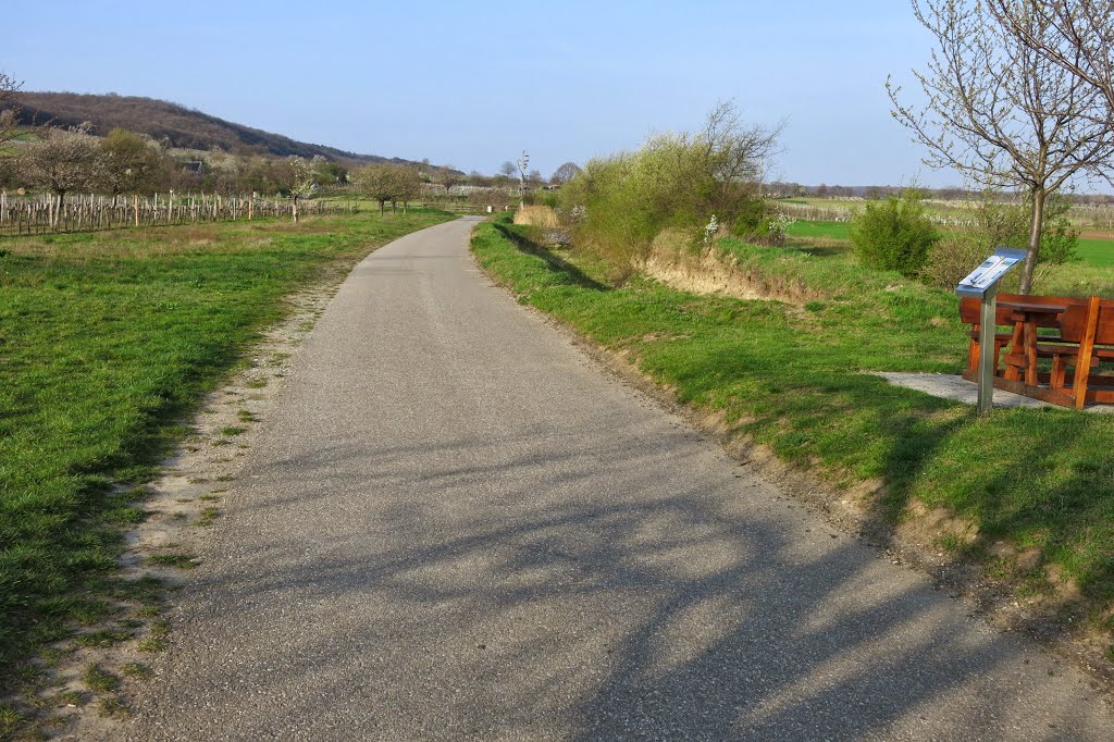 Kirschblütenweg zw. Breitenbrunn und Jois by arcomonte26