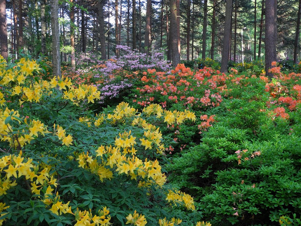 Laajasuo Rhododendron park (Pohjois-Haaga, Helsinki, 20140611) by RainoL