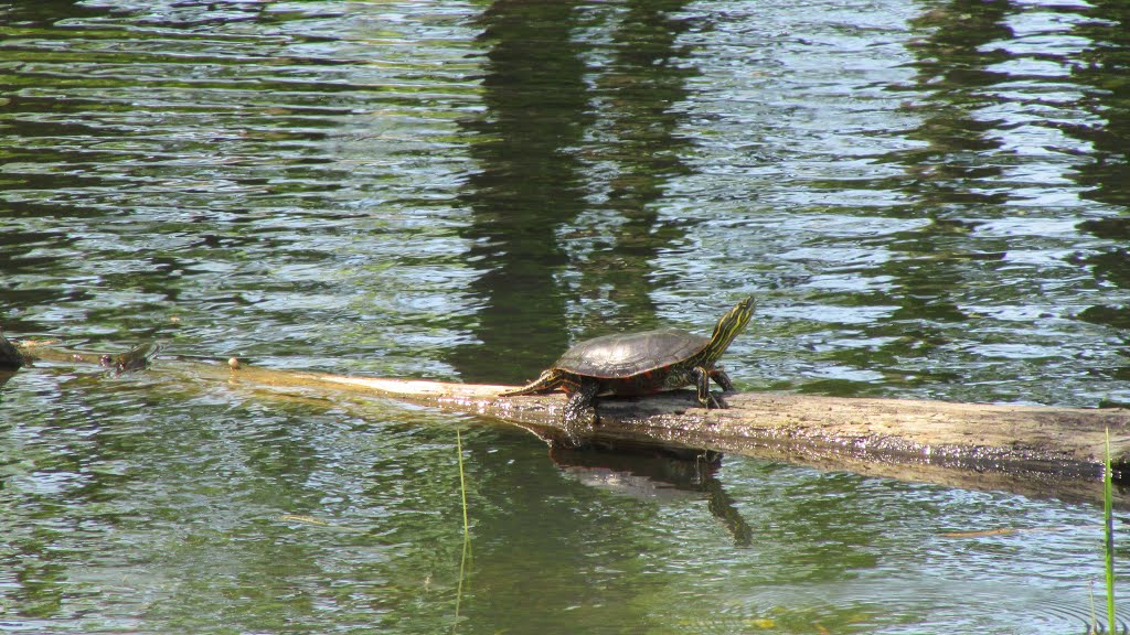 Painted turtle near north Vernon Avenue Savage MN USA May 2014 by bobby hissam