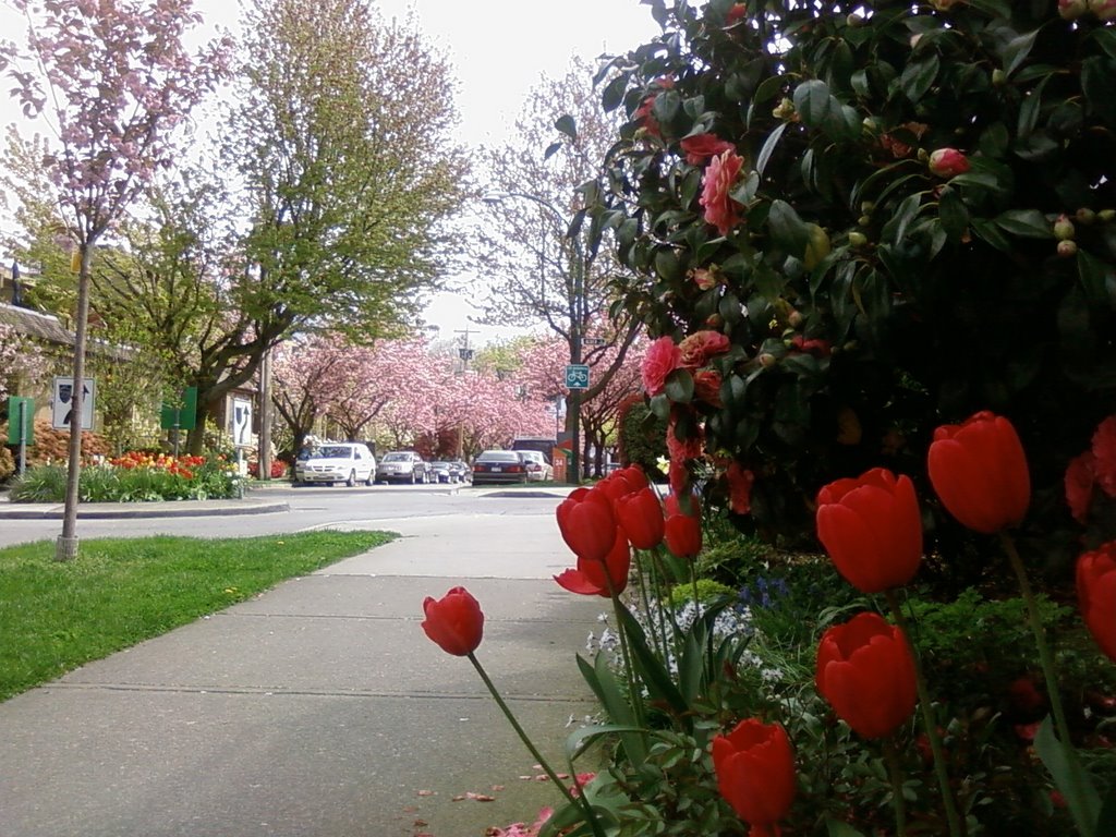 Tulips, 7th Ave W, Vancouver by roachboy