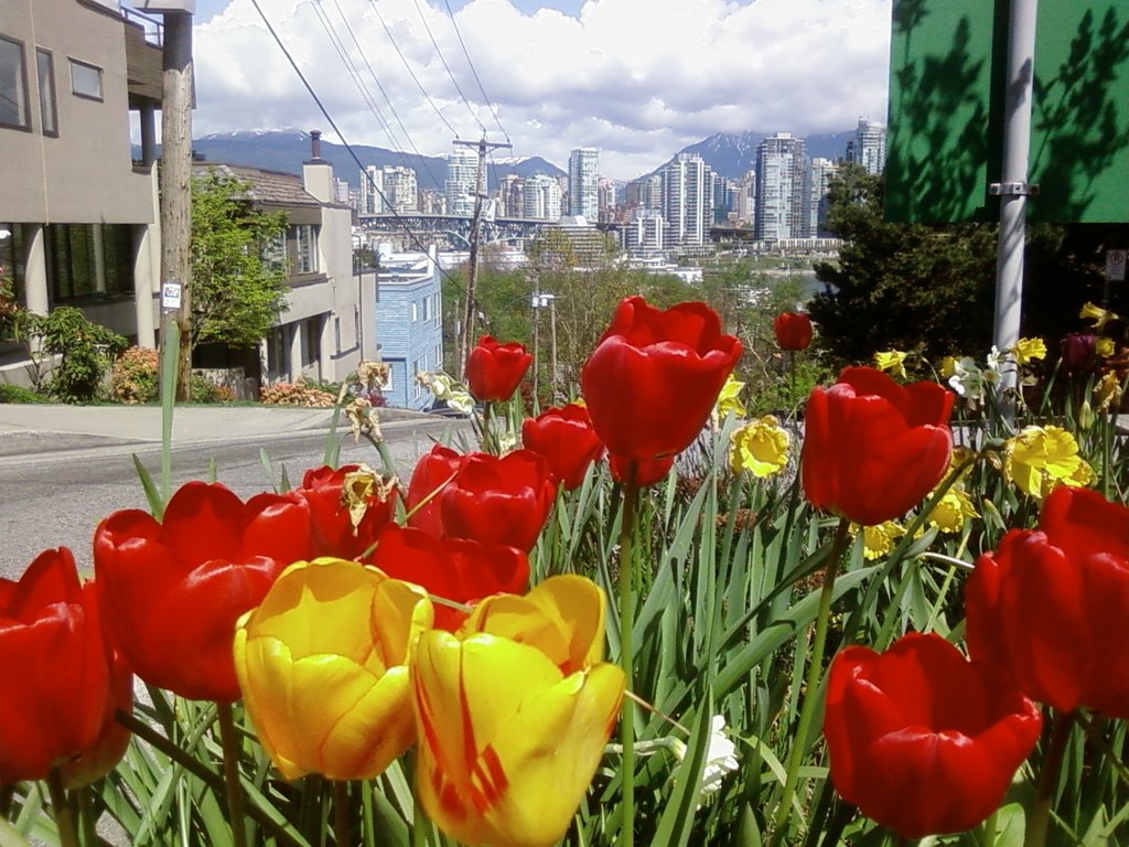 Tulips, Fairview Slopes by roachboy