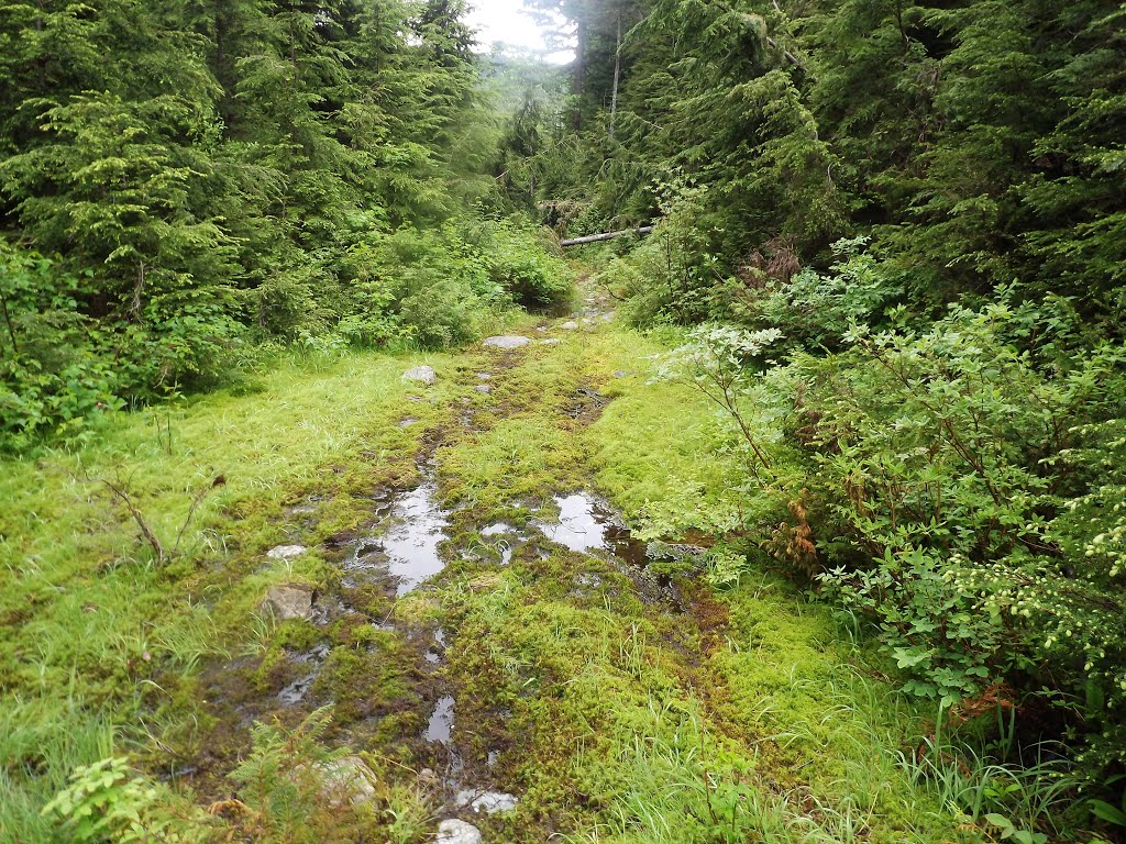 Marsh Section Along the Trail, 6/11/2014 by Wester