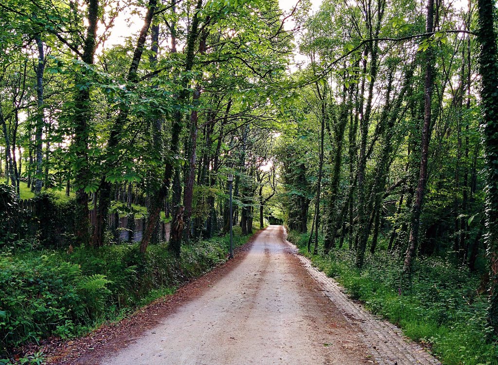 Sendero - Villalba, Lugo, España by desorientado