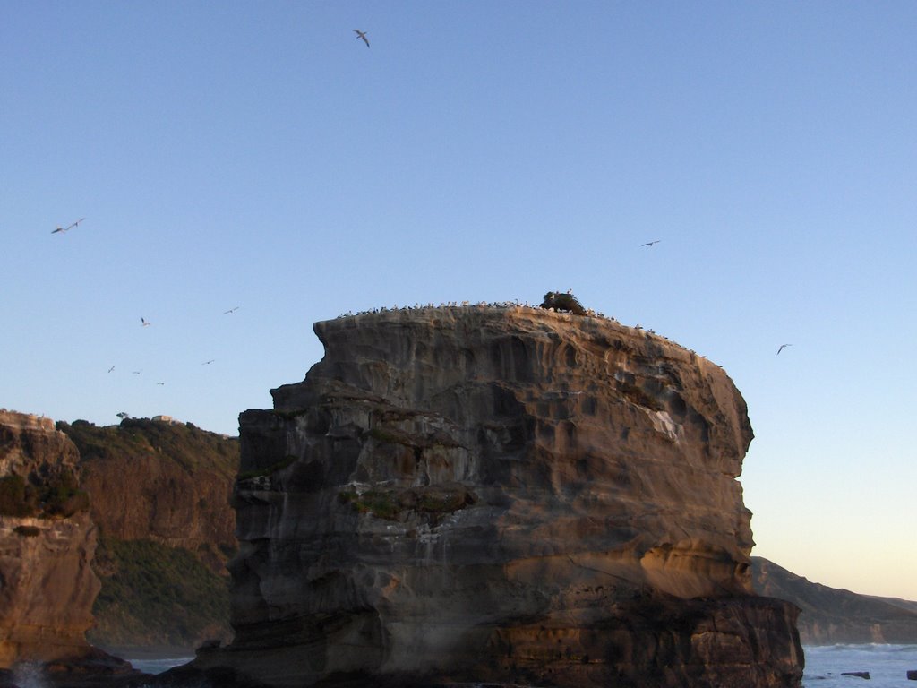 Muriwai's gannet colonie ( New Zealand) by thomas schmutz