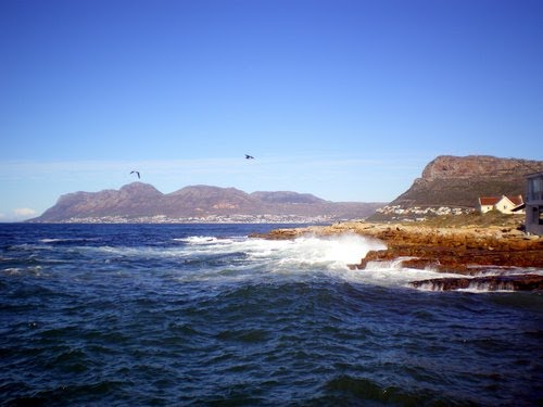 Two Seagulls, Kalk Bay by Maria Wagener