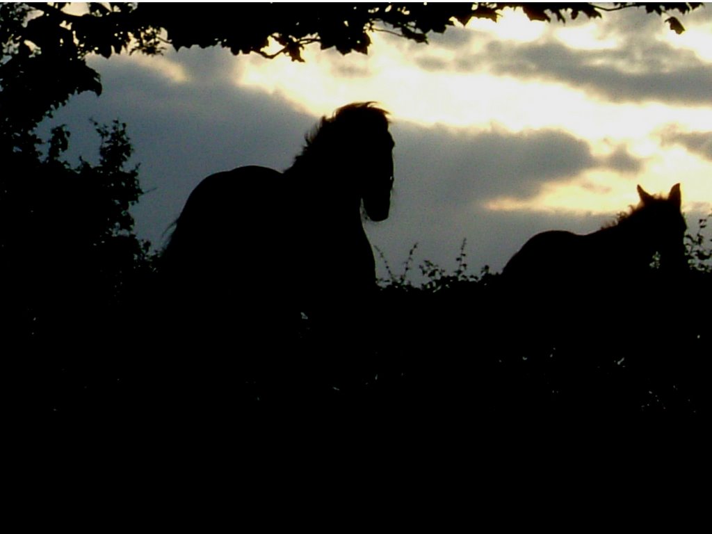 Mother and foal walshaw rd by wildhorseshadwell