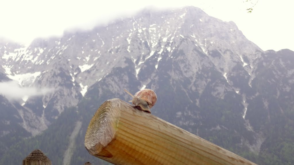 Caracol/Schnecke/Snail & Karwendel by grm.gustavo