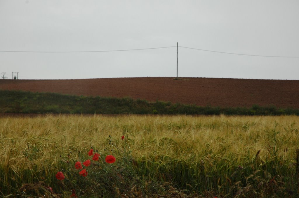 Campos Zamoranos by simongb