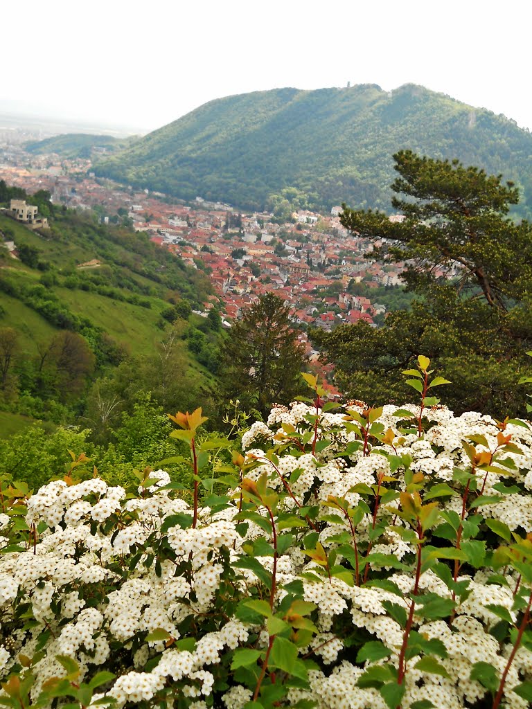 Vedere superba Brasov by Marius-Ionut