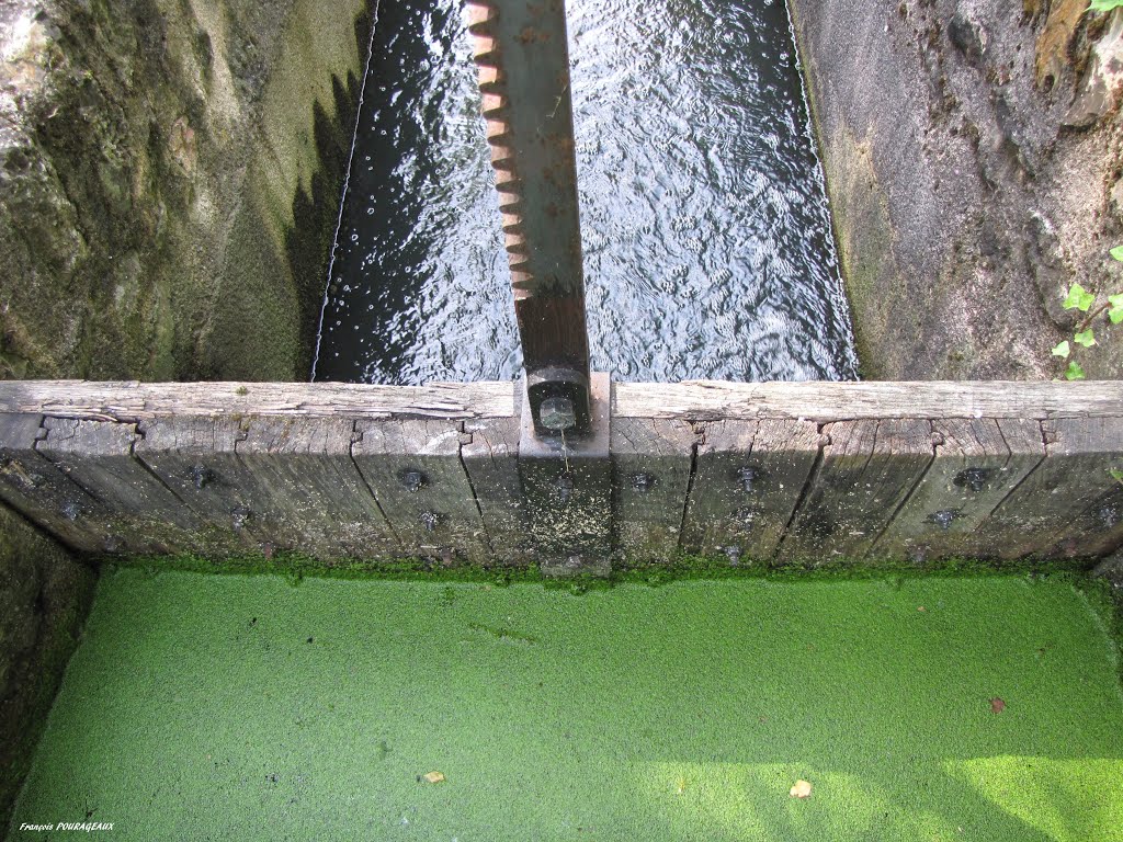 Bief du moulin Russon, Bussy Saint Georges, 22 06 2014 by francois pourageaux