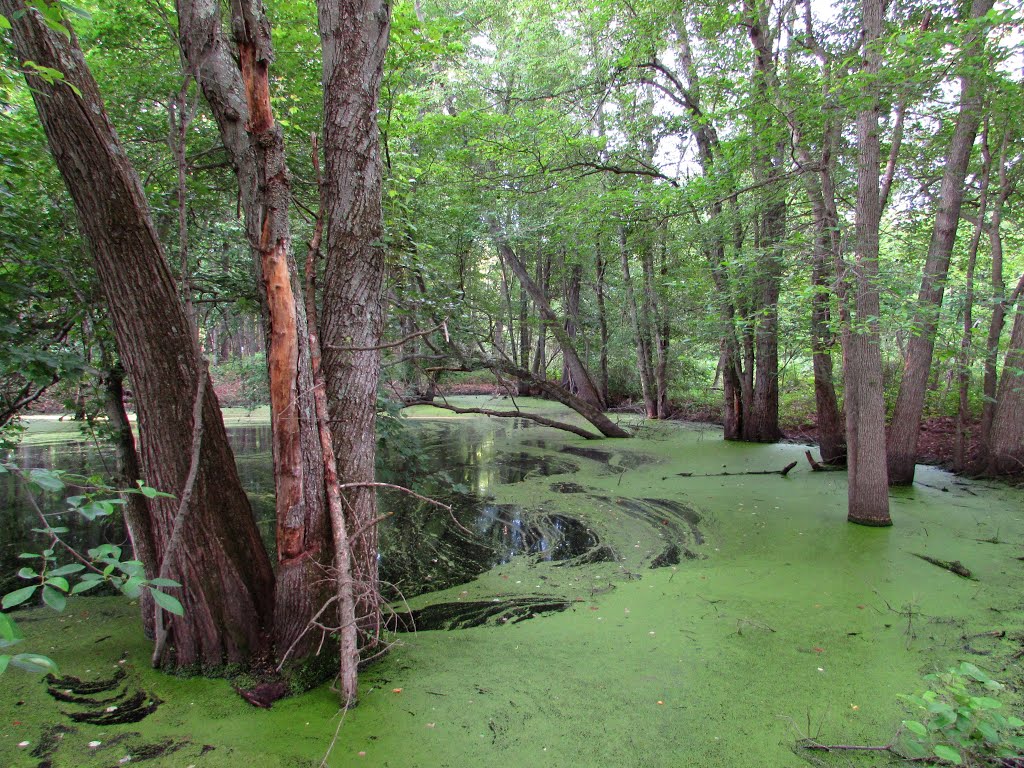 Tiny Lilies Resembling Pond Scum by Chris Sanfino