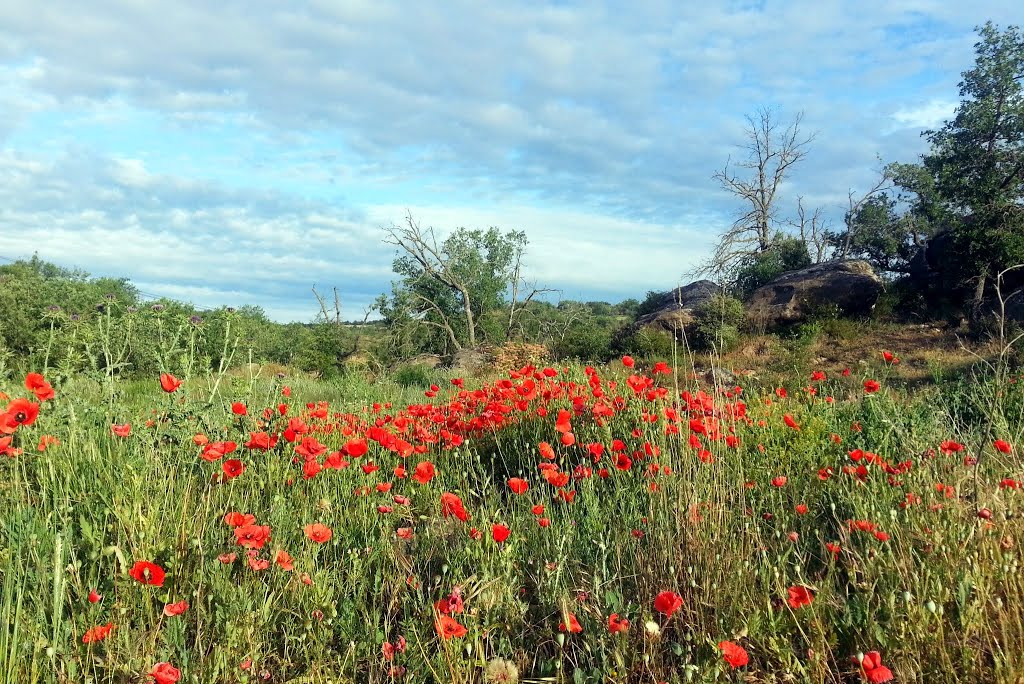 Spanish Countryside, L-313, Cabanabona, Lleida, Spain by virt_