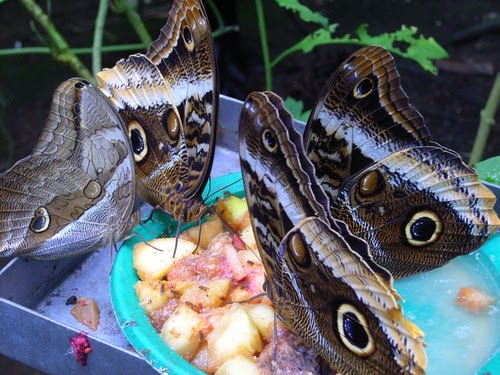 Owl Butterflies Feeding at Santillana Zoo by tomsjan