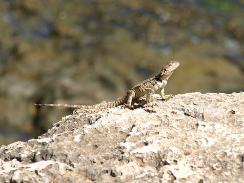 Lizard, on rocks near Adams Beach Ayia Napa, Cyprus by Brian Brady